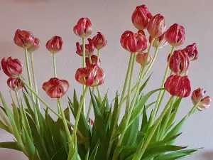 Annelies 05 Nog steeds mooi